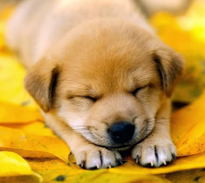 Avatar chó cute, dễ thương