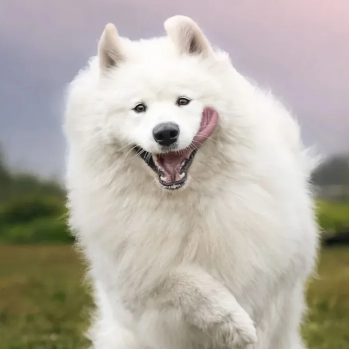 Top 100+ avatar chó cute, siêu ngộ nghĩnh, “đốn tim” ngay tức thì