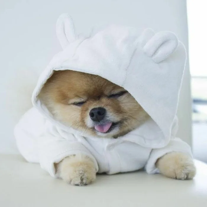 Avatar chó cute, dễ thương