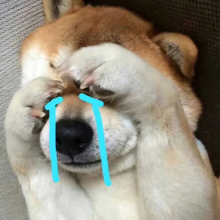 99.000+Ảnh Chó Buồn 🐶💔🥲, Meme Ảnh Con Chó Buồn, Ảnh Chó Khóc