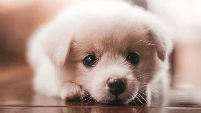 Bộ sưu tập hình ảnh về con chó hài hước, dễ thương, ngầu