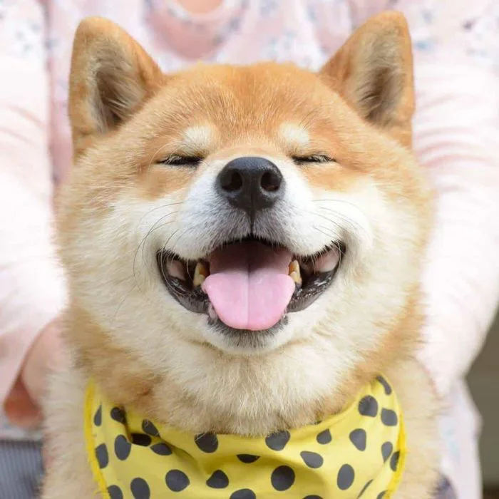 Bộ ảnh đại diện chó đáng yêu