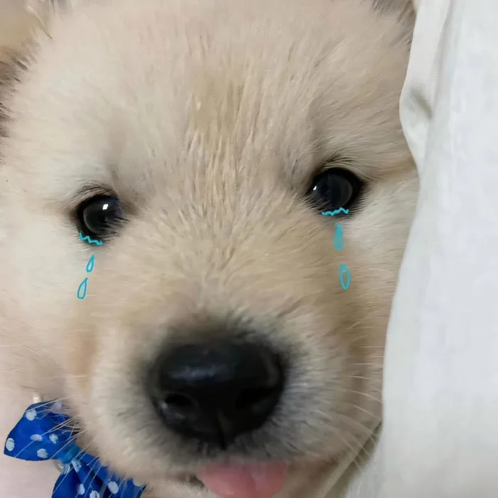 99.000+Ảnh Chó Buồn 🐶💔🥲, Meme Ảnh Con Chó Buồn, Ảnh Chó Khóc