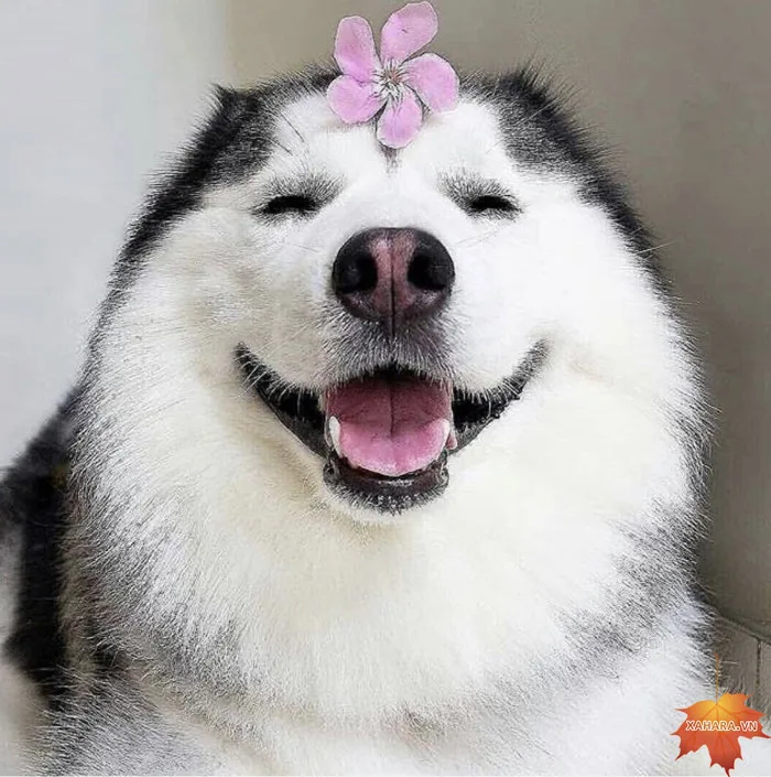 Bộ sưu tập hình ảnh chó Husky đẹp, ngáo, dễ thương
