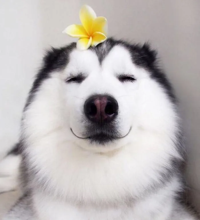 Avatar chó cute, dễ thương