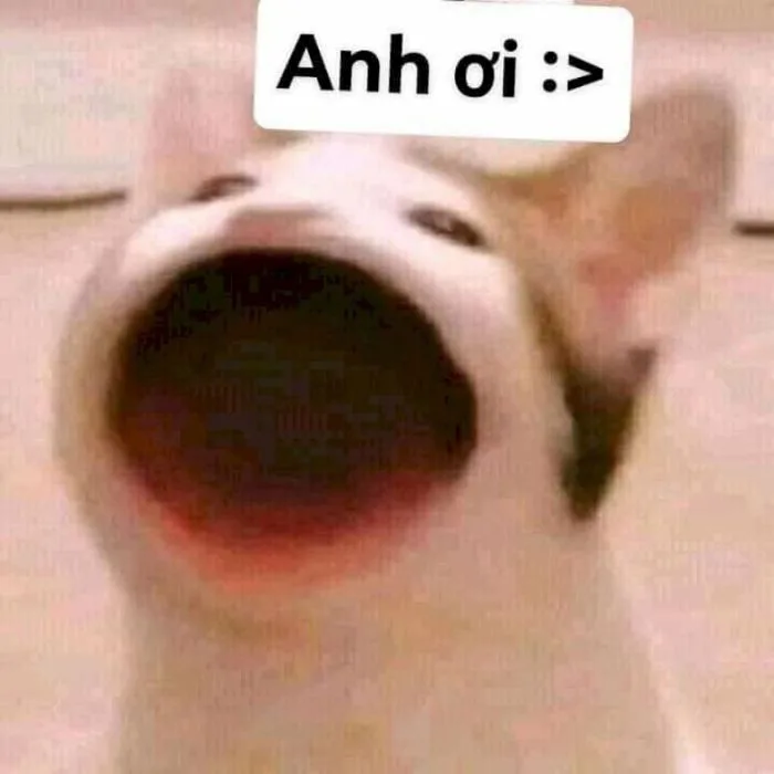 100+ hình ảnh meme hài hước, vui nhộn và hot nhất