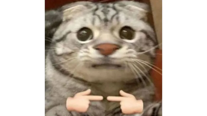 Bộ sưu tập avatar meme để làm mới hình đại diện của bạn