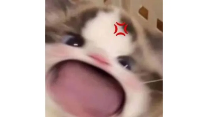 Bộ sưu tập avatar meme để làm mới hình đại diện của bạn