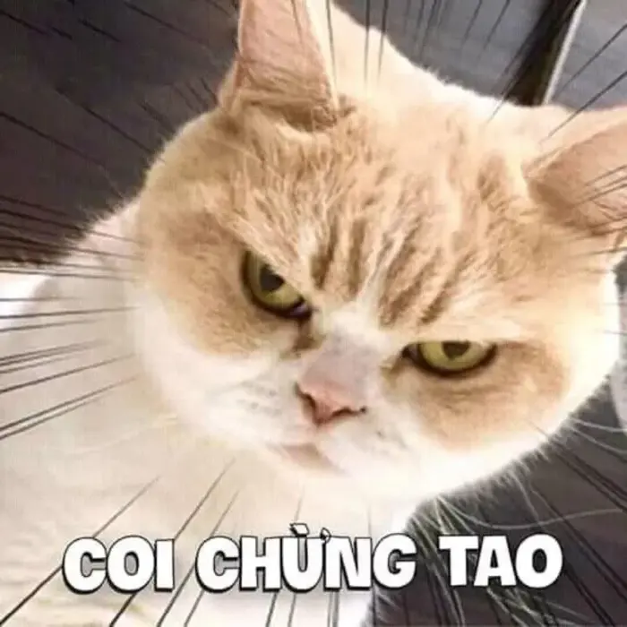 Bộ sưu tập ảnh avatar meme độc đáo gây ấn tượng với bạn bè