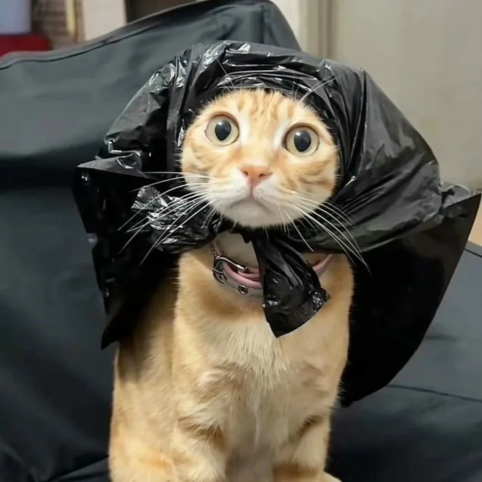 Cập nhật 100+ meme avatar độc lạ, vui nhộn cho mạng xã hội