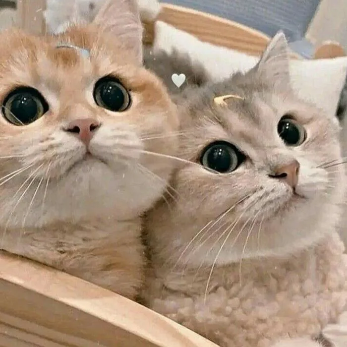 500+ avatar mèo cute, ngầu, hài hước và dễ thương nhất