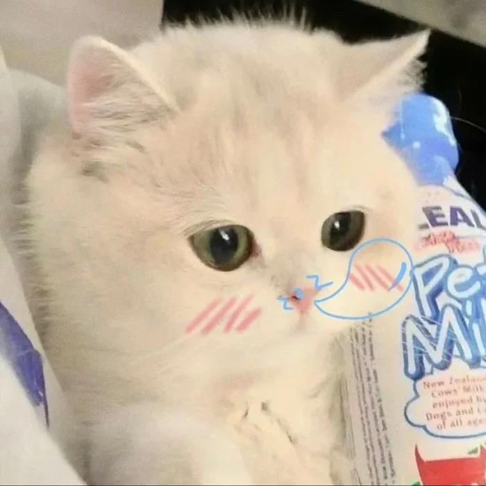 500+ avatar mèo cute, ngầu, hài hước và dễ thương nhất