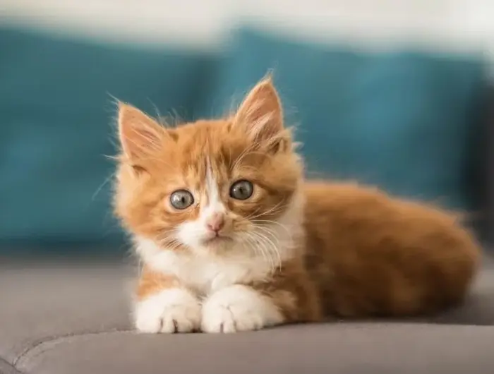 Tải ngay ảnh avatar mèo cute để làm mới profile của bạn