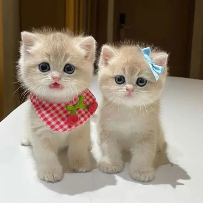 Tổng Hợp Avatar Mèo Cute Khiến Ai Nhìn Cũng Mê Tít - Nâng tầm bài thuyết  trình với Hình Nền Powerpoint Đẹp!