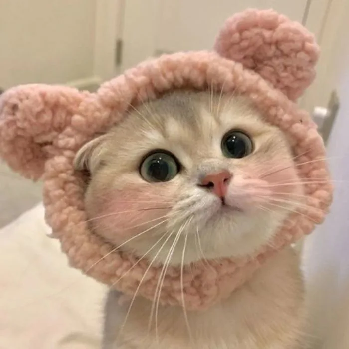 99+ Avatar ảnh mèo cute, đáng yêu, ngộ nghĩnh siêu hot