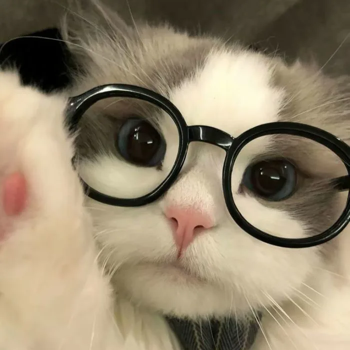 Tổng Hợp Avatar Mèo Cute Khiến Ai Nhìn Cũng Mê Tít - Nâng tầm bài thuyết  trình với Hình Nền Powerpoint Đẹp!