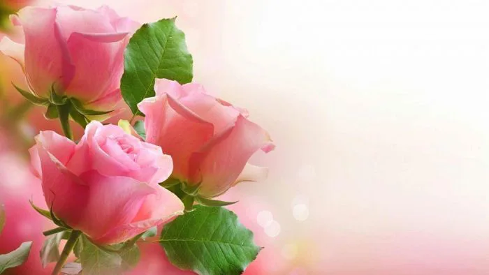 11 Mẫu Background 20/10 ý tưởng | hình ảnh, hình nền, hoa đẹp
