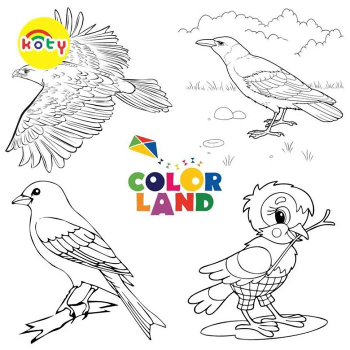 Tranh Tô Màu Bộ 50 Tờ Các Loài Chim (Birds) - Bộ 50 Tờ Tranh Tô Màu A4 A5  Dành Cho Màu Sáp Màu Chì - TRANH TÔ MÀU KOTY - Lazada | Lazada Việt Nam