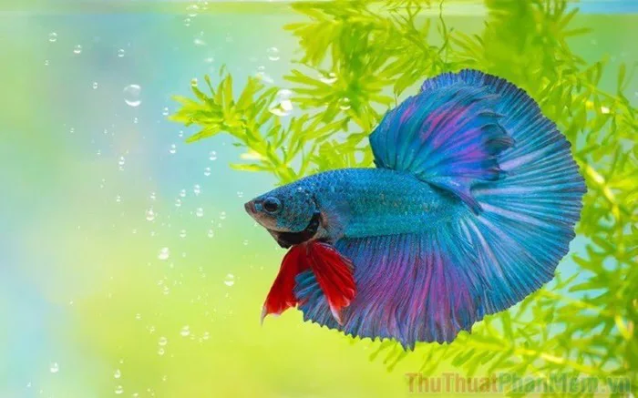 Hình nền cá Betta tuyệt đẹp