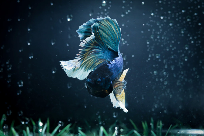 Hình nền cá Betta tuyệt đẹp
