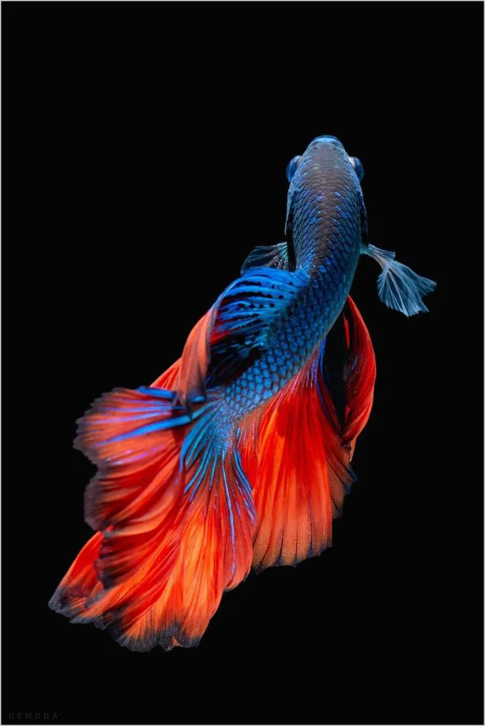 Hình Nền Cá Betta Galaxy, 4k, Full Hd Đẹp Nhất Cho Điện Thoại