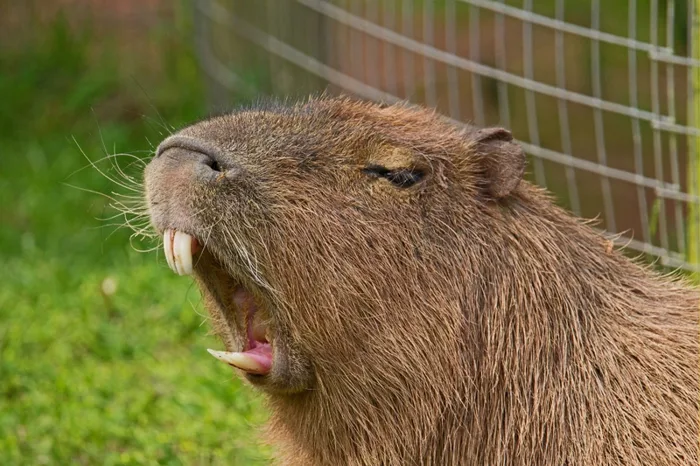 Tải miễn phí 50+ hình ảnh capybara cute, siêu “tan chảy”