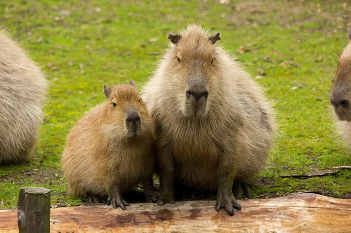 30000+ Capybara Cute & ảnh Capybara miễn phí - Pixabay