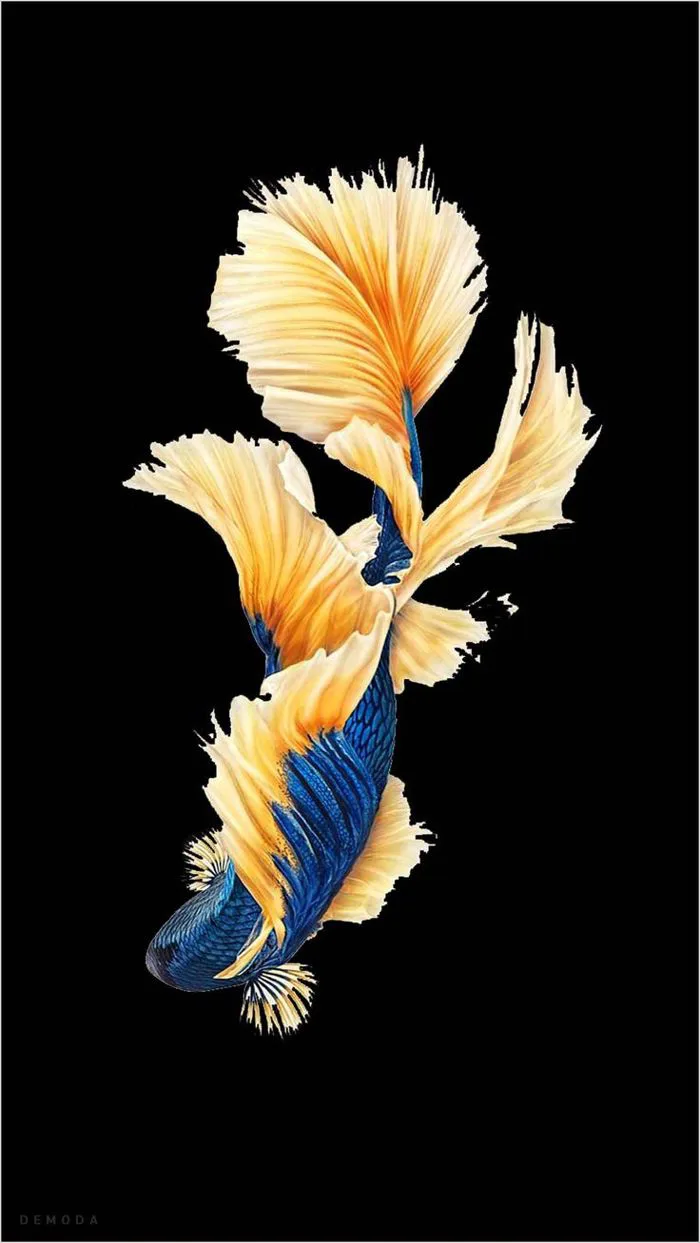 45+ Hình Nền Cá 3D Đẹp, Full Hd, 2k, Sắc Nét Nhất Cho Iphone
