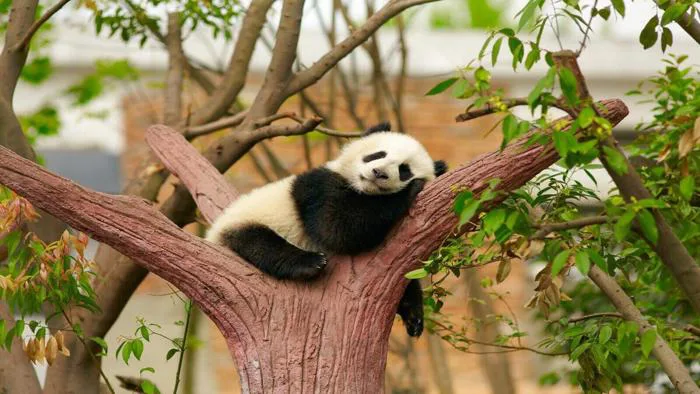 Bộ sưu tập 80+ hình ảnh động vật siêu cute, đáng yêu