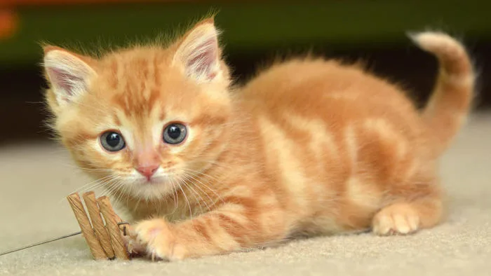 Bộ sưu tập 80+ hình ảnh động vật siêu cute, đáng yêu