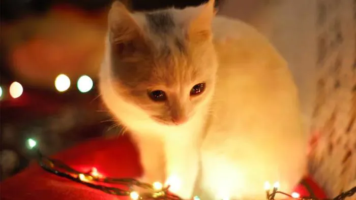 Hình nền máy tính dễ thương: 50 mẫu hình nền cute, chất lượng