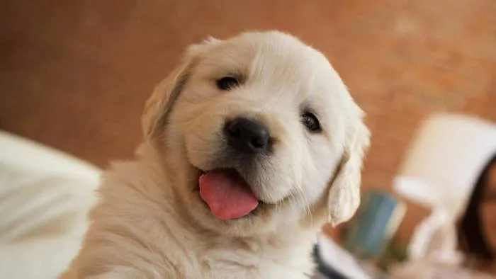 Bộ sưu tập 80+ hình ảnh động vật siêu cute, đáng yêu