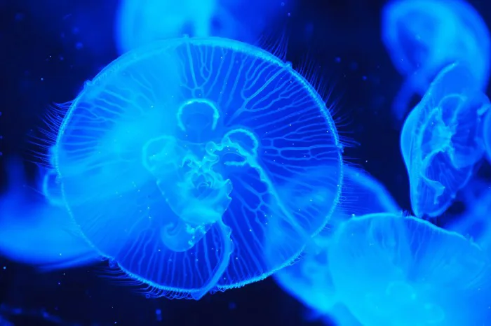 80000+ Đại Dương Xanh & ảnh Biển miễn phí - Pixabay