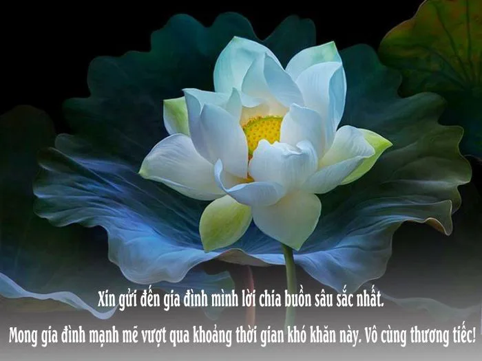 Những hình ảnh chia buồn tang lễ đẹp và ý nghĩa nhất, thể hiện sự đồng cảm  sâu sắc trong những khoảnh khắc đau thương.