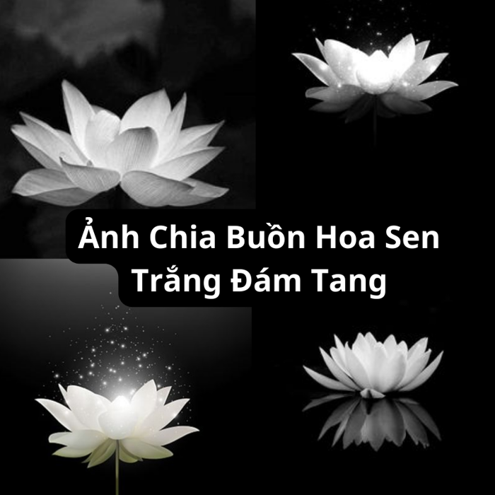 Tải Ảnh Chia Buồn Hoa Sen Trắng Đám Tang Đẹp | Flosa Flower