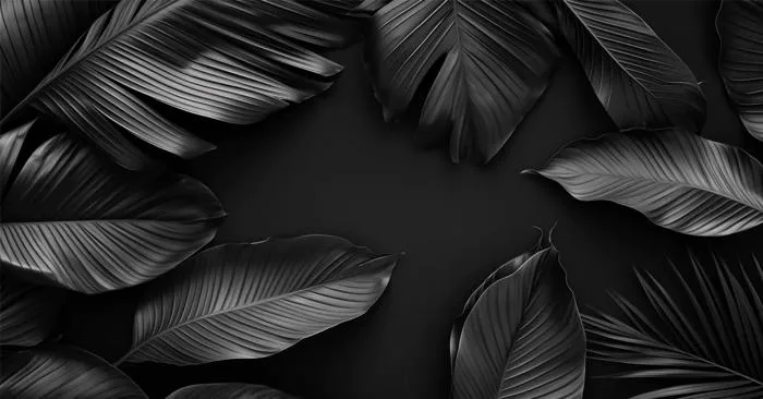 Tải 200+ Hình Nền Đen (Black Wallpaper) 4K, Full HD