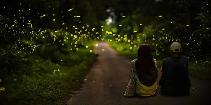 Ngắm đom đóm ban đêm ở rừng Cúc Phương: Hãy đến như một vị khách biết lắng  nghe!