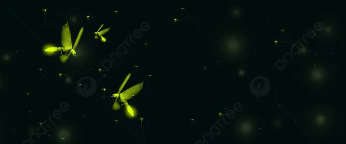 Hình ảnh Nền Đom đóm, Đom đóm Vector Nền Và Tập Tin Tải về Miễn Phí |  Pngtree